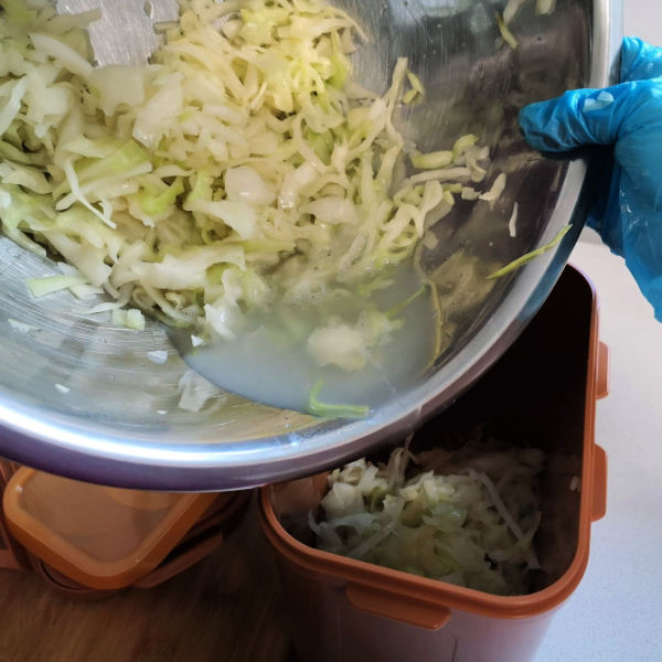 Fill container with massaged cabbage and brine Fill container with massaged cabbage and brine