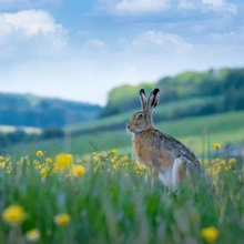 Easter Bunny in Germany
