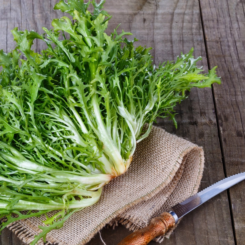 What is Endive and how is it different from Chicory