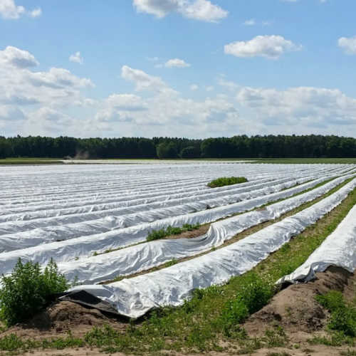 Asparagus fields near Walsrode in Lower Saxony in Germany. Asparagus fields near Walsrode in Lower Saxony in Germany.