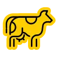Cow / Beef