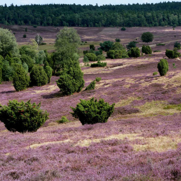 Luneburg Heath in Lower Saxony Germany. A perfect place to visit, to tour, and to eat blueberries