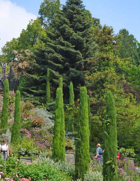 cedars at mainau