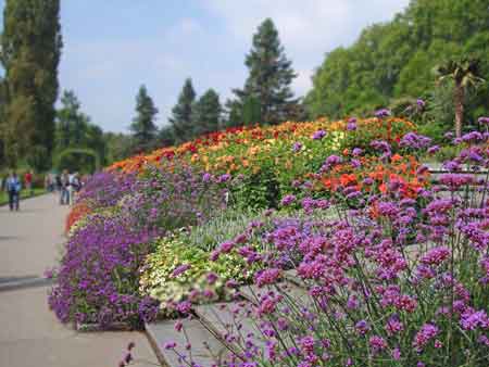dahlias on display