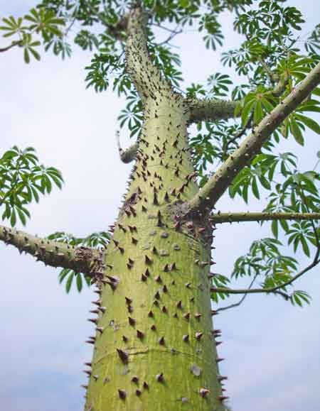 prickly-tree