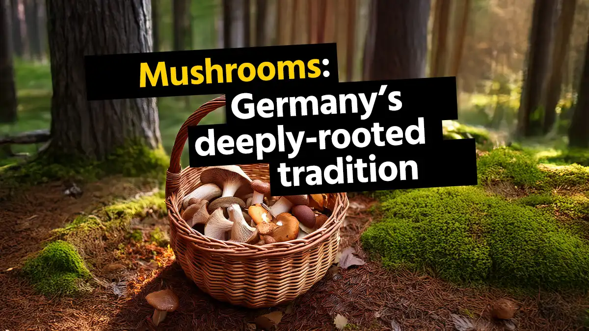 Mushrooms in Germany