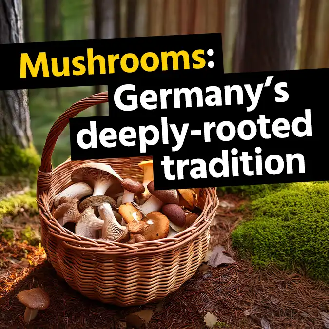German mushrooms