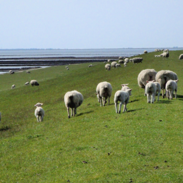 Sheep on the dykes in Nordfriesland Sheep on the dykes in Nordfriesland