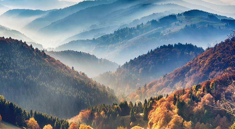 The Black Forest The Black Forest
