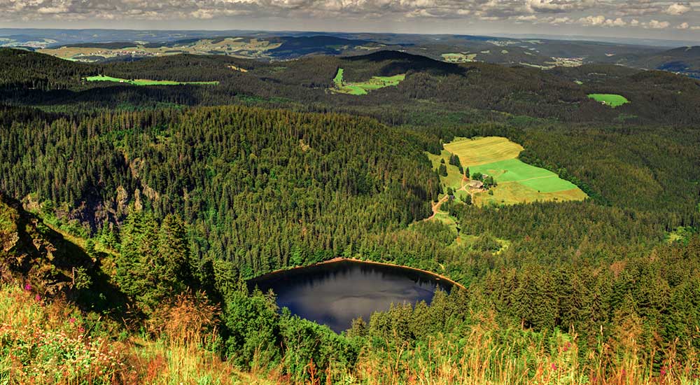 The Black Forest The Black Forest